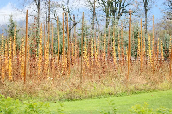 Vue Rapprochée Houblon Doré Accroché Aux Vignes Pendant Les Mois — Photo