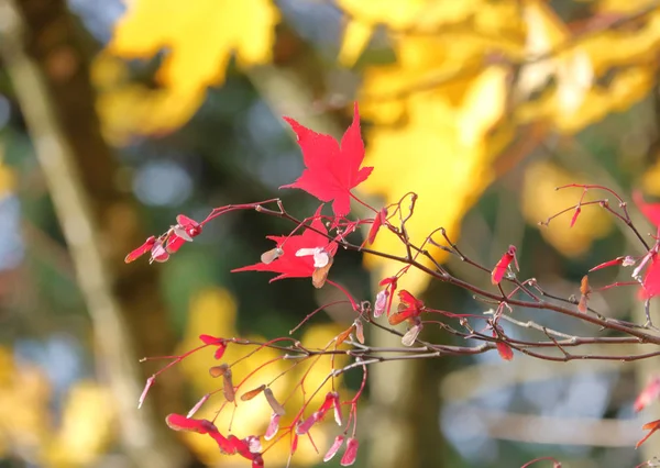 当阳光照亮各种叶子时 秋天的明亮的荧光颜色 — 图库照片