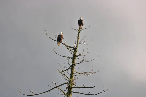 Male Top Female Pair American Bald Eagles Find Perfect Vantage — Stock Photo, Image