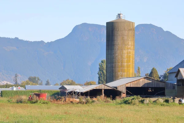 在一个建立的山谷农场里 随着年龄的发展而倾斜的旧混凝土筒仓或粮仓 — 图库照片