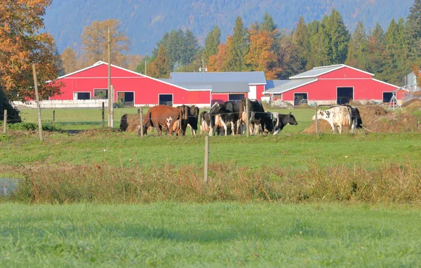 Стадо Молочных Коров Херефорда Стоит Перед Современными Красными Амбарами Ферме — стоковое фото