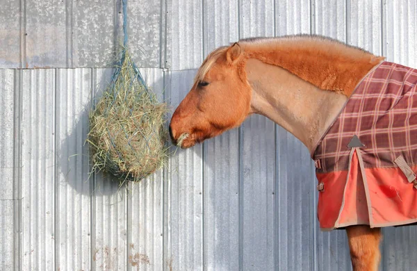 Vista Cercana Del Perfil Caballo Islandés Comiendo Una Red Heno — Foto de Stock