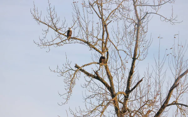 Een Paar Van Amerikaanse Bald Eagles Het Mannetje Zat Boven — Stockfoto