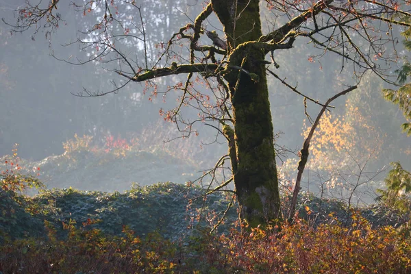 秋天抽象与粗糙的木头反对颜色的飞溅在自然的户外环境 — 图库照片