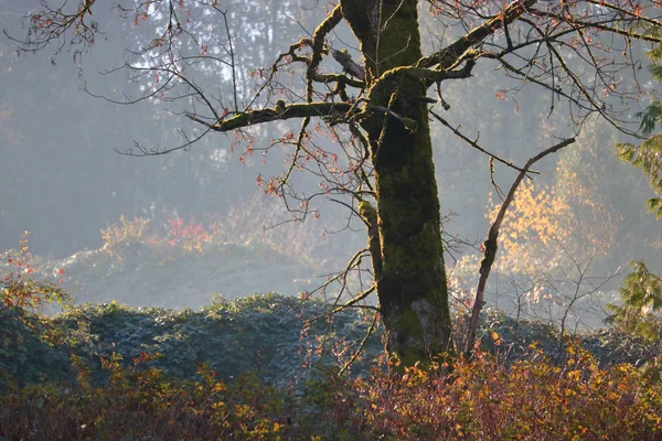 Autunno Astratto Con Legno Nodoso Contro Spruzzi Colore Ambiente Naturale — Foto Stock