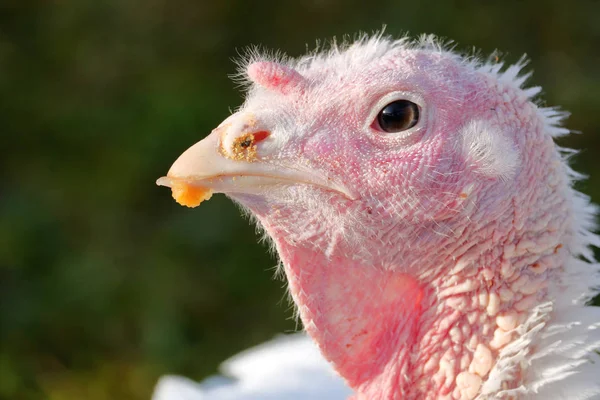 Close Profile View Hen Jenny Young Female Turkey Clipped Beak — Stock Photo, Image