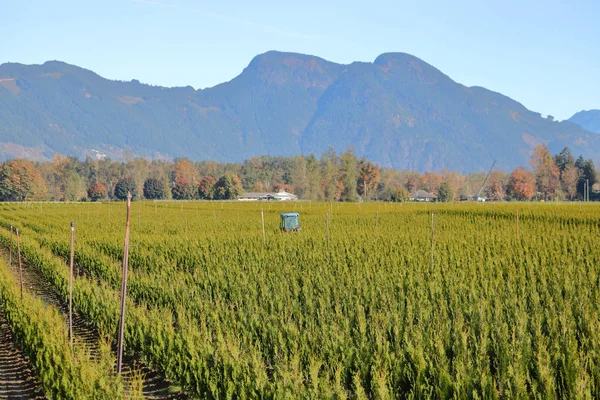 Amplia Vista Panorámica Negocio Granja Árboles Entorno Valle — Foto de Stock