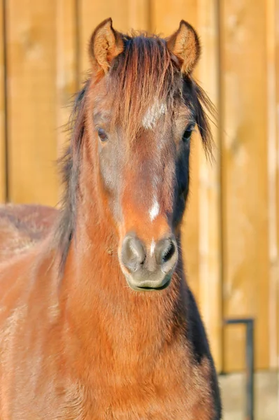 站在畜栏上的一匹红棕色阿拉伯马的正面肖像 — 图库照片