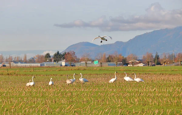 Large White Adult Swan Joins Migrating Flock Resting Farm Field — Stock Photo, Image