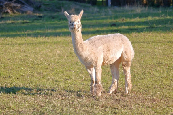 Ritratto Completo Lama Adulto Piedi Nel Pascolo Mentre Indossa Una — Foto Stock