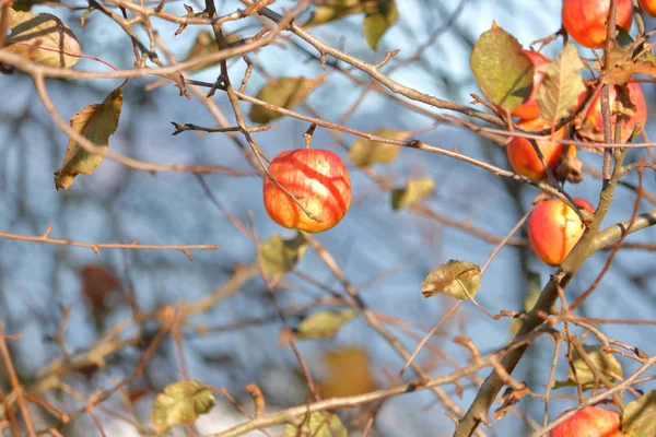 Hala Parlak Güneşli Gün Boyunca Dala Tutunarak Kış Elma Orta — Stok fotoğraf