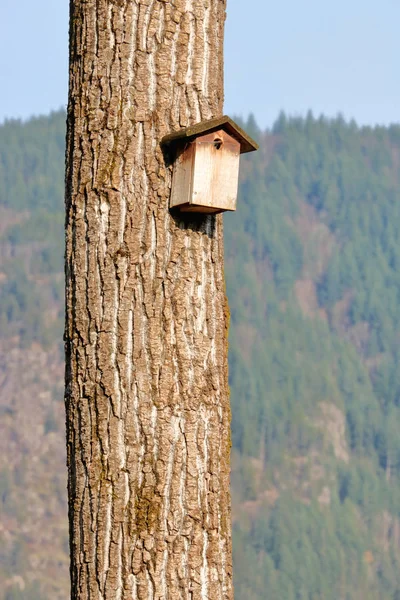 ミソサザイやスズメのために建てられた小型の木製巣箱の垂直方向のビュー — ストック写真