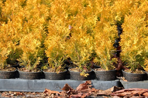 Close View Pallet Filled Jantar Cedar Bush Seedlings Ready Planting — Stock Photo, Image