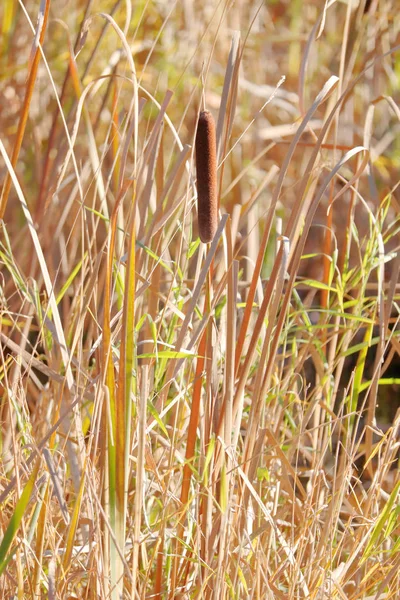 Vertikale Ansicht Einer Einzelnen Zwiebel Einem Schilffeld Während Der Herbstmonate — Stockfoto