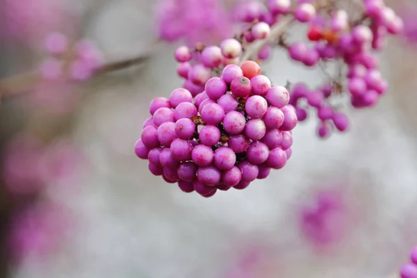 Vue Rapprochée Groupe Beautyberries Utilisés Par Les Amérindiens Pour Repousser — Photo
