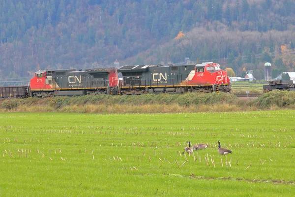 Side View Canadian National Train Passing Family Canada Geese Its — Stock Photo, Image