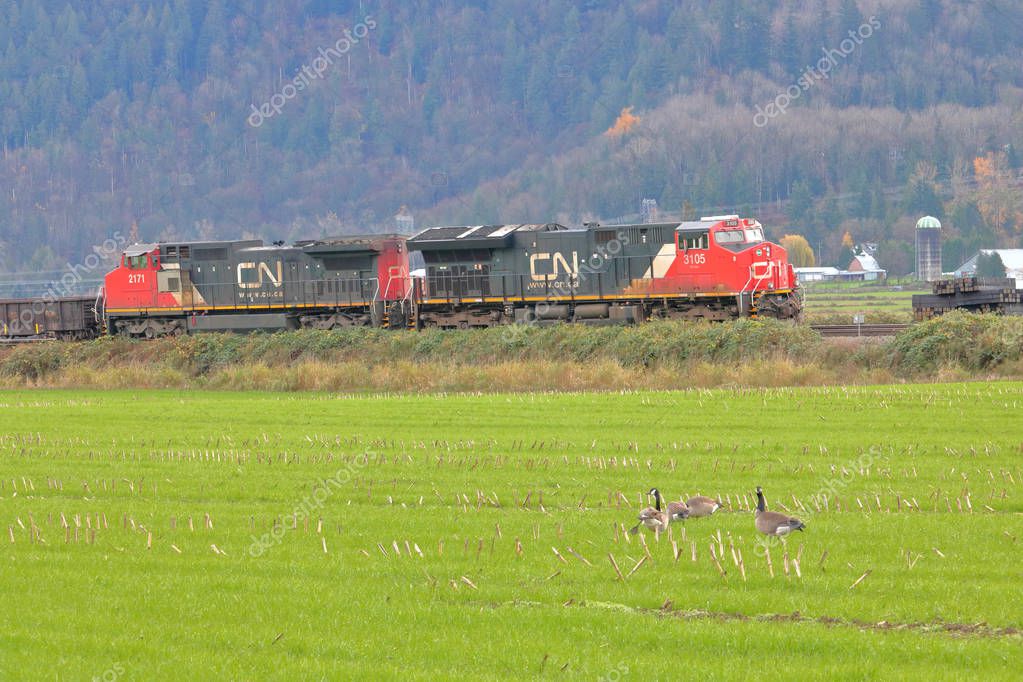 Side view of a Canadian National train passing a family of Canada Geese on its way to Canada's west coast on November 25, 2018.