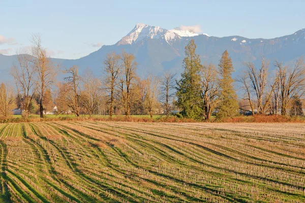 Wide Winter Landscape View Farm Front Snow Capped Mount Cheam — Stock Photo, Image