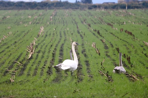 Large White Snow Goose Stands Rural Cornfield Harvesting Her Migratory — Stock Photo, Image