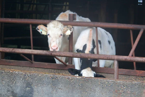 Paio Vacche Latte Adulte Hereford Rinchiuse Imprigionate Recinto Buio Concreto — Foto Stock