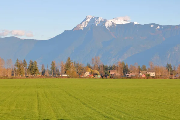 Hektarów Użytków Zielonych Pluszowe Lato Mount Cheam British Columbia Kanada — Zdjęcie stockowe
