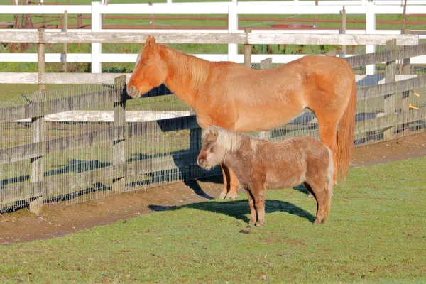 Vista Perfil Compañeros Burro Caballo Adulto Disfrutando Lugar Cálido Soleado — Foto de Stock