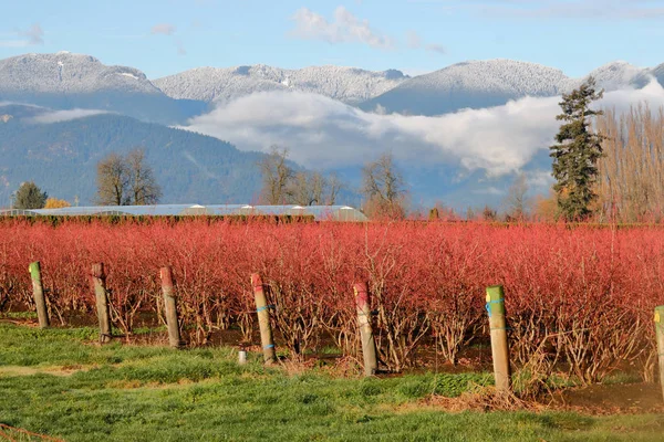 Uma Parede Arbustos Mirtilo Vermelho Carmesim Cercado Por Montanhas Vale — Fotografia de Stock