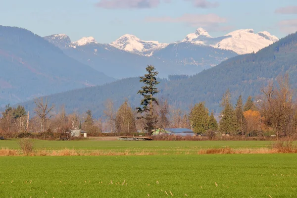 Vue Panoramique Paysagère Seul Pin Sur Des Terres Agricoles Situées — Photo