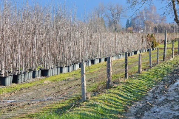 Buitenaanzicht Van Ingemaakte Bomen Tijdens Wintermaanden Dat Commercieel Zal Worden — Stockfoto