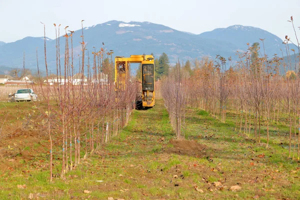 Weitwinkelblick Auf Eine Baumfarm Eine Maschine Eingesetzt Wird Kleine Bäume — Stockfoto