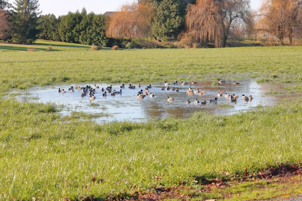Recent Heavy Rains Wide View Mallard Ducks Adopting Large Pool — Stock Photo, Image