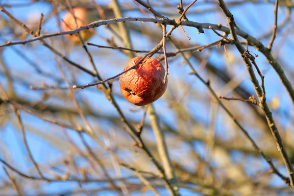 Toujours Accroché Aux Branches Une Vue Rapprochée Des Pommes Sèches — Photo