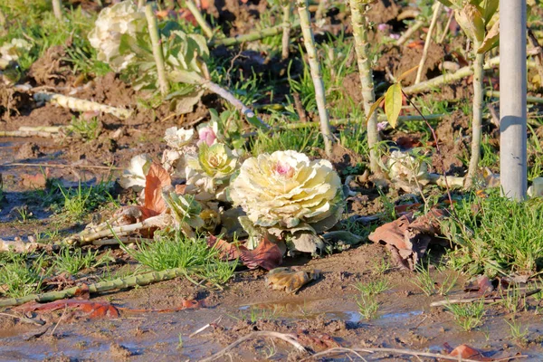 Vue Détaillée Chou Fleur Hiver Non Cueilli Dans Jardin — Photo