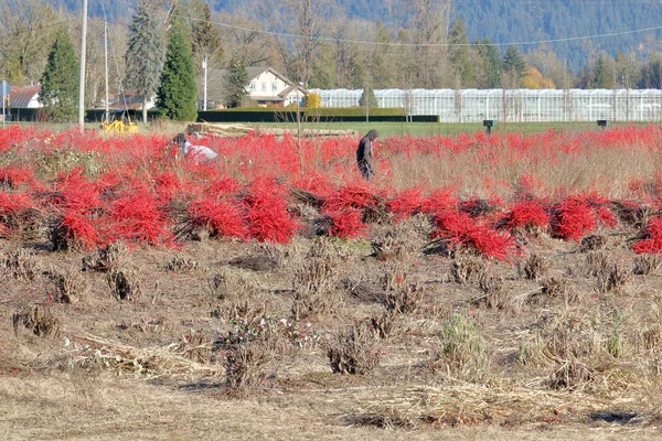 Amplia Vista Los Trabajadores Cortando Agrupando Plantas Navideñas Que Venderán — Foto de Stock