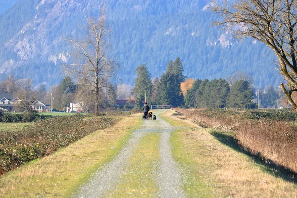 Una Persona Porta Spasso Tre Cani Guinzaglio Una Splendida Cornice — Foto Stock