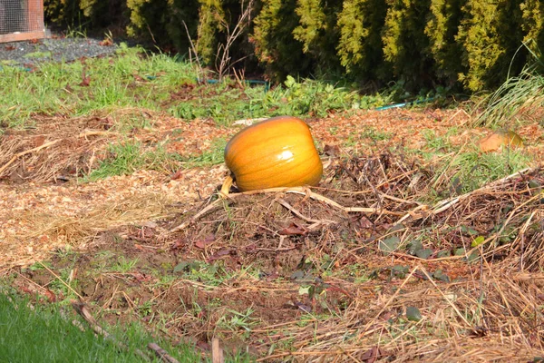 Geïsoleerd Beeld Van Een Grote Winterpompoen Groente Kweken Een Tuin — Stockfoto