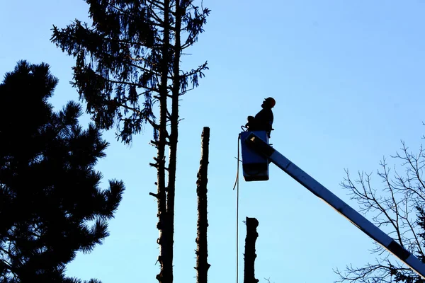 Visão Perfil Silhueta Aparador Árvores Sua Talha Balde Enquanto Trabalhava — Fotografia de Stock