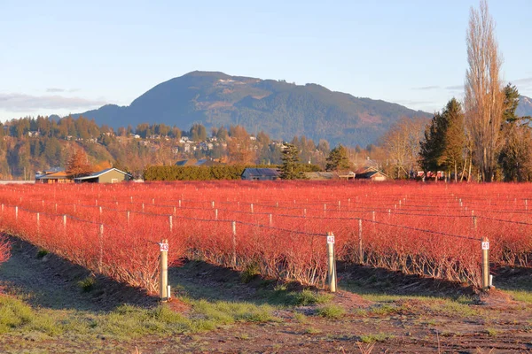 Cor Vermelha Ardente Arbustos Mirtilo Uma Fazenda Durante Meses Inverno — Fotografia de Stock