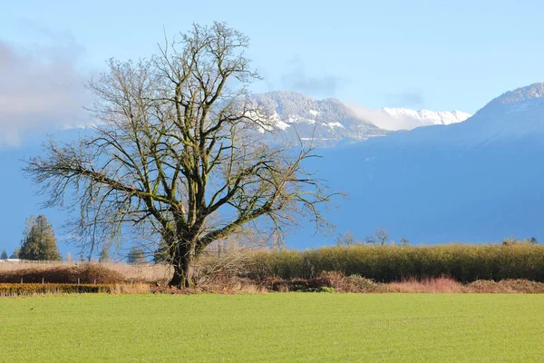 樫の木 ヨーロッパでは 一般的に見られる落葉樹は冬の間に見られる — ストック写真