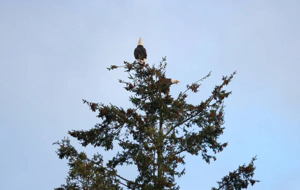 Les Aigles Leur Comportement Tant Que Couple Mâle Une Femelle — Photo