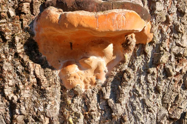 Vista Perto Fungos Decomposição Árvores Uma Espécie Fungo Que Digere — Fotografia de Stock