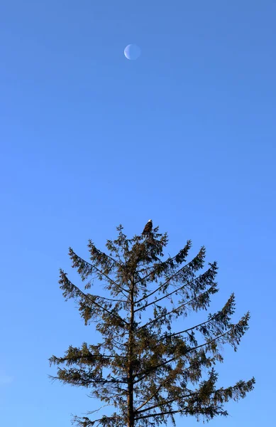 彼女の上に直接 上弦の月と松の木の上に建つ大人女性白頭ワシの垂直方向のビュー — ストック写真