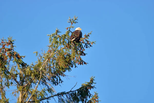 近距离看 一只成年雌性秃鹰栖息在一棵松树的顶端 靠在晴朗的蓝天上 — 图库照片