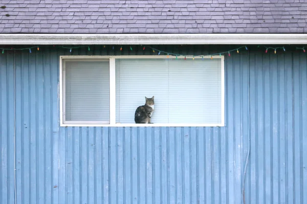 トラ猫の中程度の視野は快適リビング ルームの窓の前でとまった — ストック写真