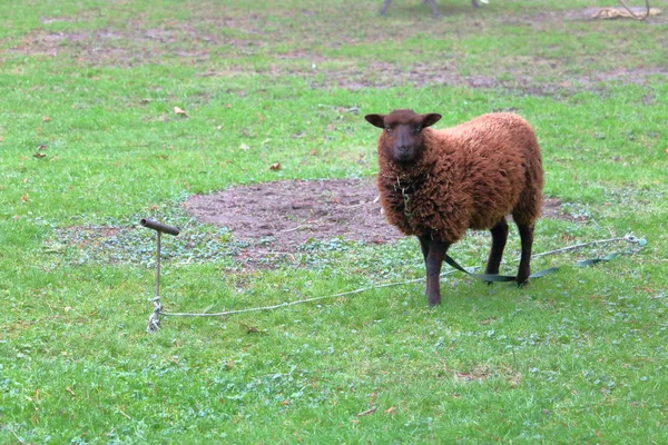 Švýcarský Salašnický Černo Hnědá Koza Přichycen Zadržovací Udržet Zvíře Pastvy — Stock fotografie