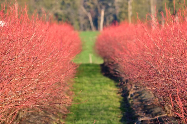 越橘红色 在冬季的红莓灌木明亮和强烈的深红色颜色 — 图库照片