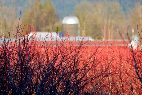 在休眠季节 当植物是一个深 充满活力的红色的冬季蓝莓灌木的剪影背景视图 — 图库照片