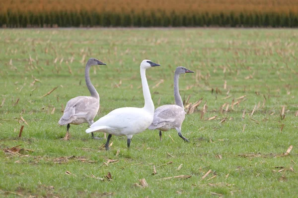 Snow Goose Walks Her Two Young Siblings Rural Field Used — Stock Photo, Image