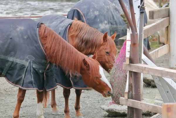 一匹头上有白色标记的成年母马与另一匹马分享饲料袋 — 图库照片
