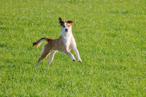 Vista Perfil Completo Jack Russel Terrier Enérgico Saltando Por Campo —  Fotos de Stock